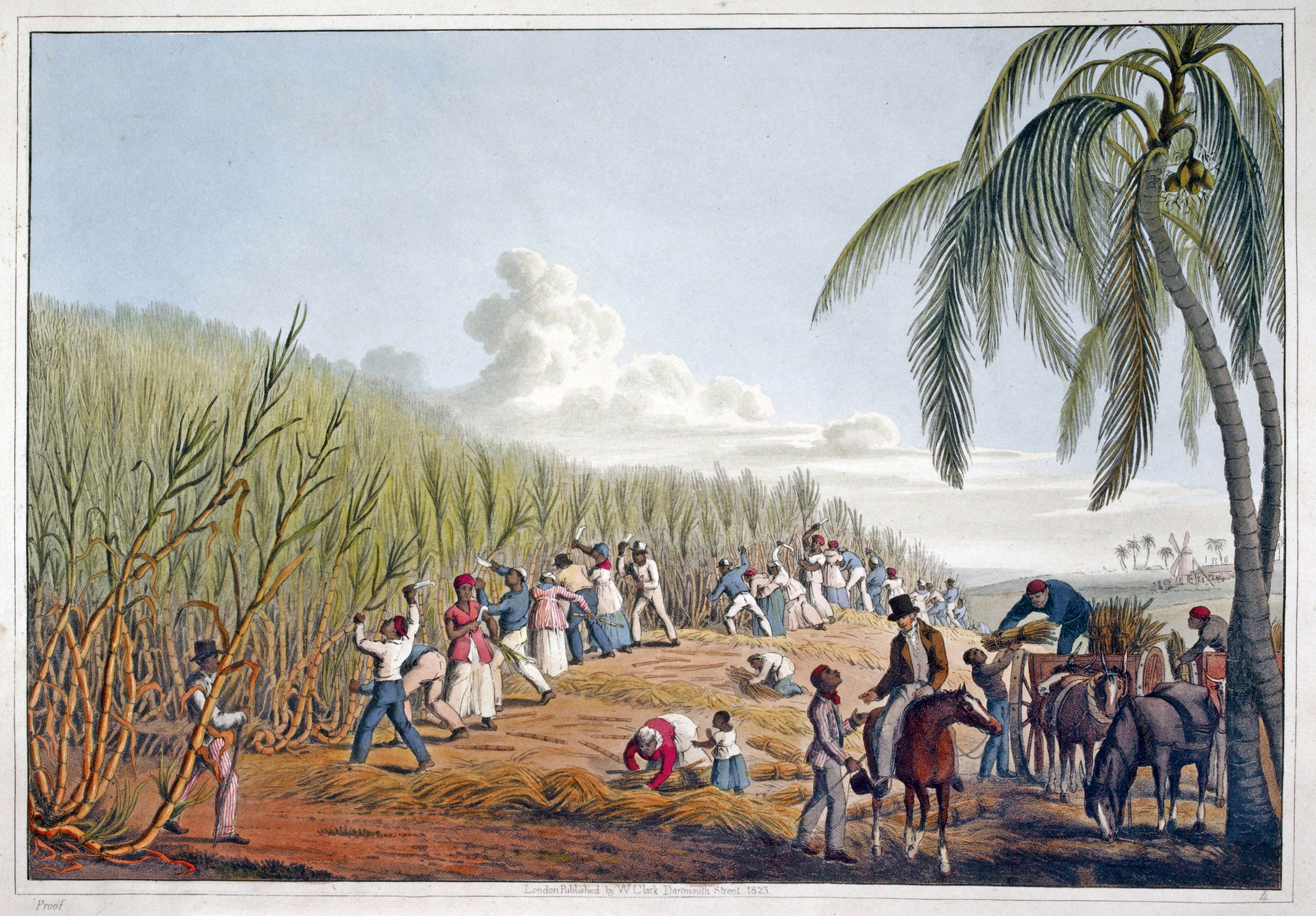 Czarni niewolnicy na plantacji trzciny cukrowej. Cukier był głównym
towarem wywożonym z Haiti, pod koniec XVIII wieku we francuskiej
części wyspy funkcjonowało prawie 800 plantacji trzciny cukrowe. Fot. Wikimedia Commons